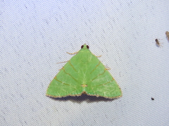 Eulepidotis viridissima