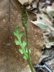 Botrychium ascendens