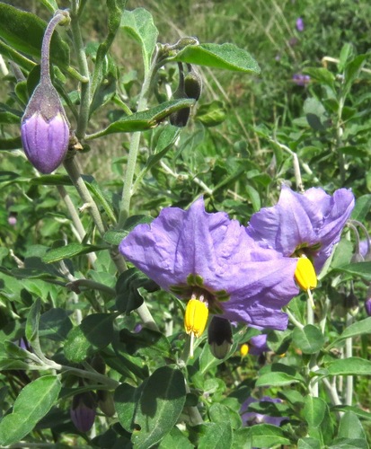 iNaturalist observation photo of bluewitch nightshade