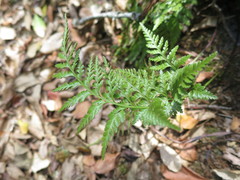 Asplenium adiantum-nigrum