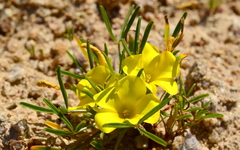 Oxalis namaquana