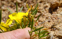 Oxalis namaquana