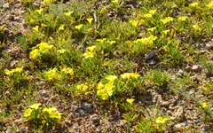 Oxalis namaquana