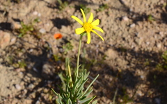 Othonninae