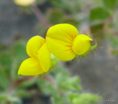 Lotus suaveolens