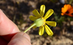 Othonninae