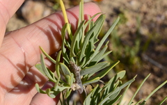 Othonninae