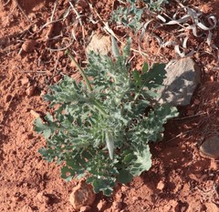 Glaucium corniculatum