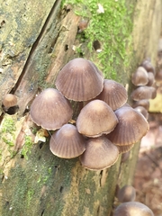Mycena stipata