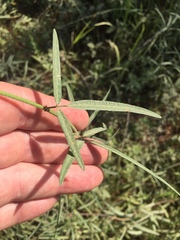 Desmodium tenuifolium