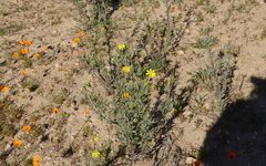 Othonninae