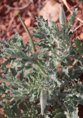 Glaucium corniculatum