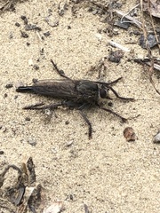 Proctacanthus milbertii