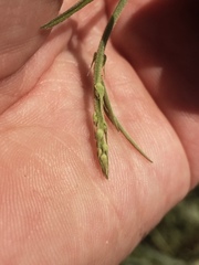 Desmodium tenuifolium