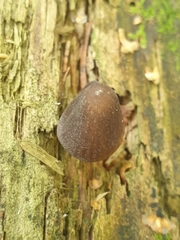 Mycena stipata
