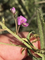 Desmodium tenuifolium