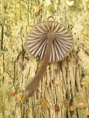 Mycena stipata