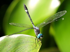 Micrathyria ocellata