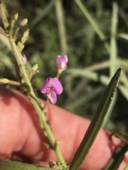 Desmodium tenuifolium