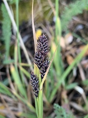 Carex atrosquama
