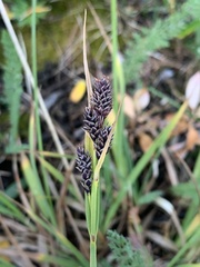 Carex atrosquama