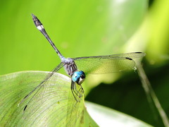 Micrathyria ocellata