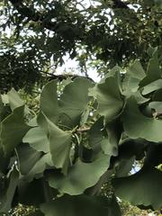 Ginkgoopsida