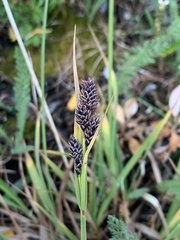 Carex atrosquama