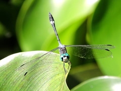 Micrathyria ocellata