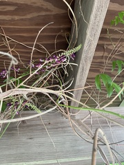 Wisteriopsis reticulata