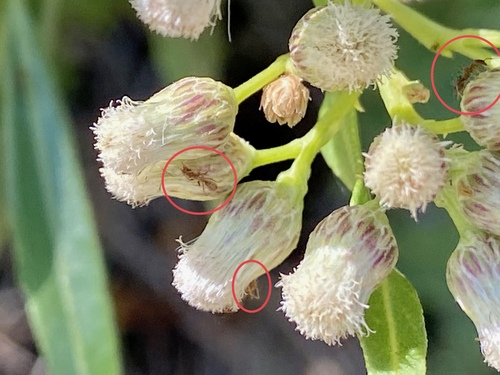iNaturalist observation photo of Argentine Ant
