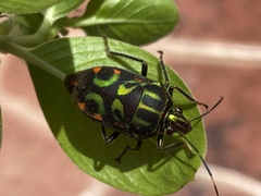 Tetrarthria variegata
