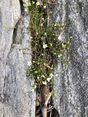 Mononeuria groenlandica