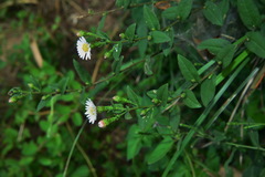 Aster turbinatus