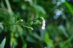Aster turbinatus
