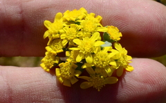 Gymnodiscus linearifolia