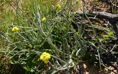 Gymnodiscus linearifolia