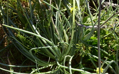 Gymnodiscus linearifolia