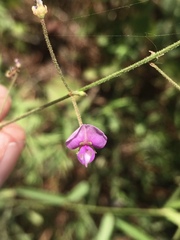 Desmodium tenuifolium