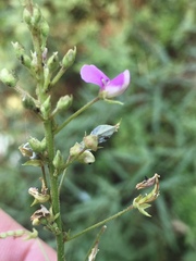 Desmodium tenuifolium