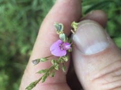 Desmodium tenuifolium