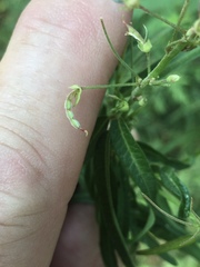Desmodium tenuifolium