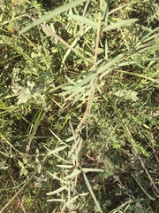 Desmodium tenuifolium