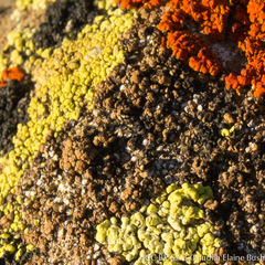 Acarospora americana