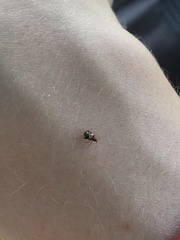 Tachyerges ephippiatus