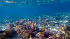 Calotomus viridescens