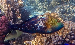 Calotomus viridescens