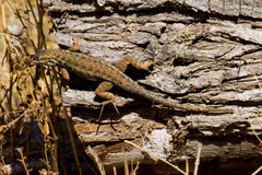 Sceloporus occidentalis becki