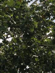 Platanus occidentalis