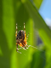 Araneus diadematus
